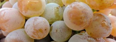 Il vino bianco friulano, scopriamo le tipologie