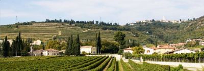 Vini rossi veneti: la Valpolicella