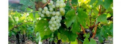 Vitigni bianchi, ecco i più coltivati in Italia