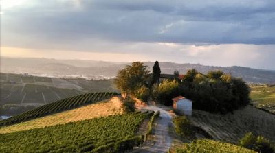 Cantina Molino: vino piemontese di qualità
