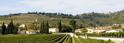 Esiste il vino bianco della Valpolicella?