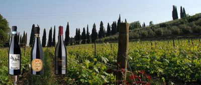 Vino della Valpolicella: quale scegliere?