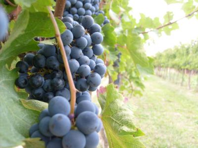 Vini italiani pregiati: Quali sono?