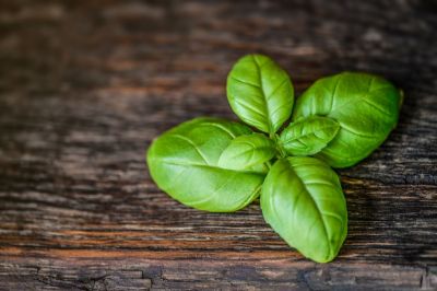 Liquore al basilico: la ricetta